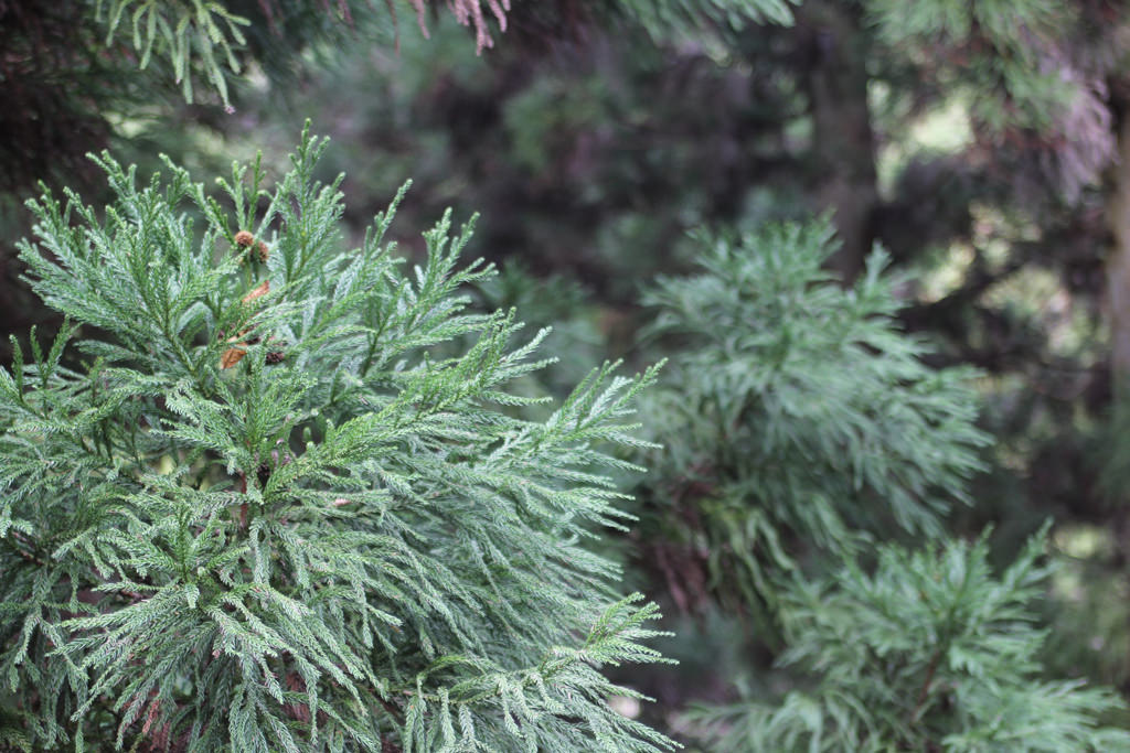 Cryptomeria japonica スギ科　スギ属 日本固有種で本州北端から屋久島まで自生する。枝先に葉が丸く茂る。