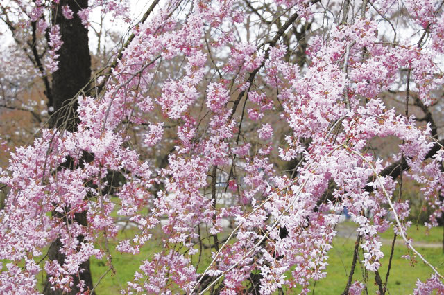 Cerasus spachiana f. spachiana（Prunus pendula Maxim.,） バラ科　サクラ属 枝垂れる桜の総称。エドヒガンの系統が多い。長命で多くの天然記念物がある。