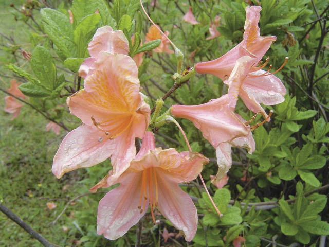 Rhododendron japonicum ツツジ科　ツツジ属 日本原産で高原の草原に分布している。花は朱色で色が黄色い種類としてキレンゲツツジもある。