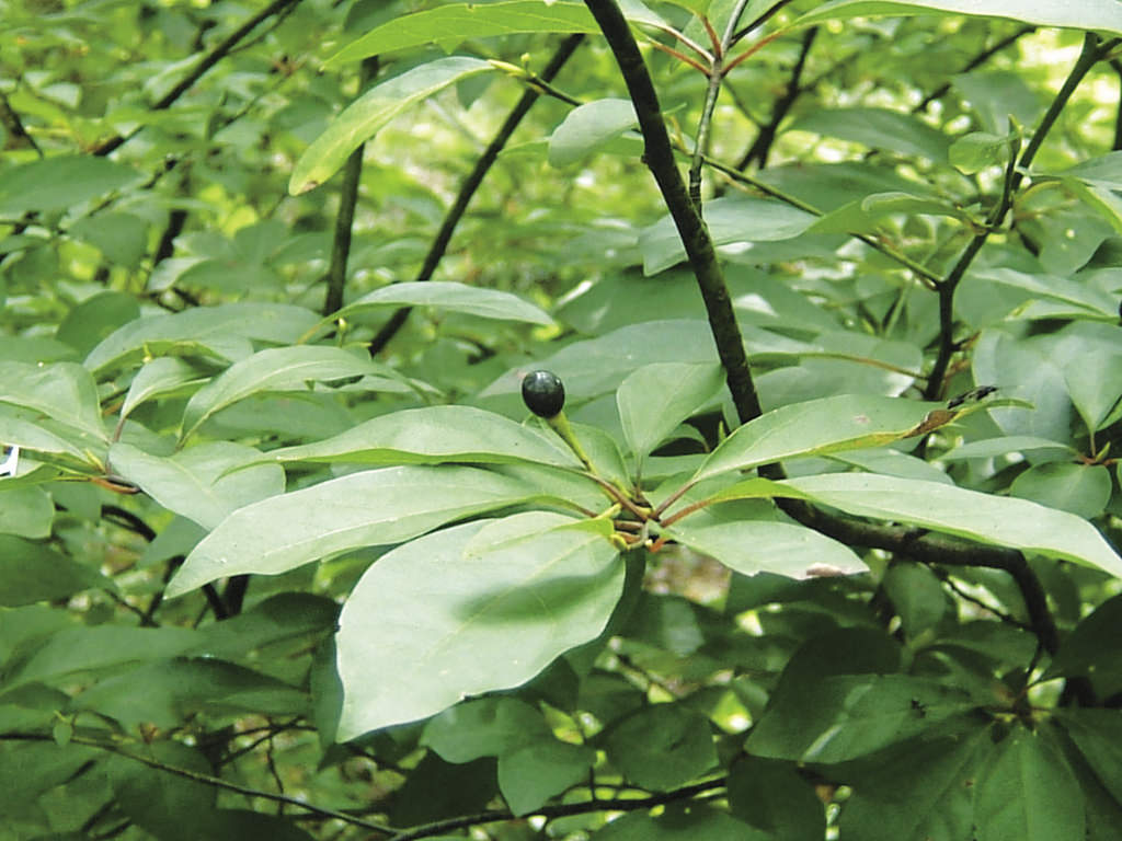Lindera umbellata Thunb クスノキ科クロモジ属 樹皮に黒い斑点がありクロキと呼ばれ、楊枝として使われていた。楊枝は宮中の女房詞では「〜モジ」をつける。