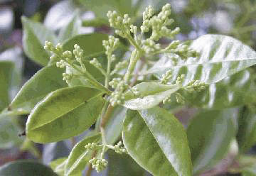 Quercus phillyraeoides ブナ科コナラ属 備長炭の原料として利用される。和歌山県の県の木である。新芽が茶褐色のため“姥芽”から。