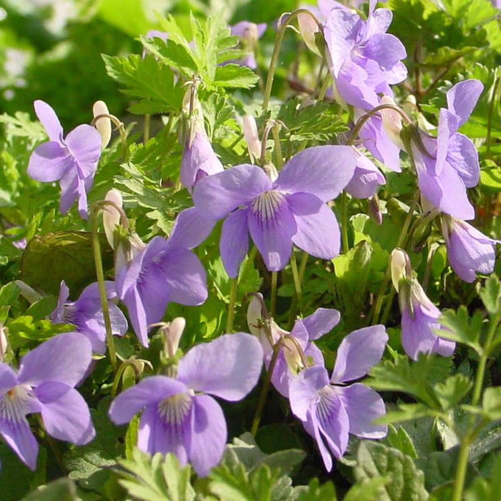タチツボスミレ（立坪菫） Viola grypoceras スミレ科　スミレ属 日本を代表するスミレ。墨坪のような形をした花を展開する。