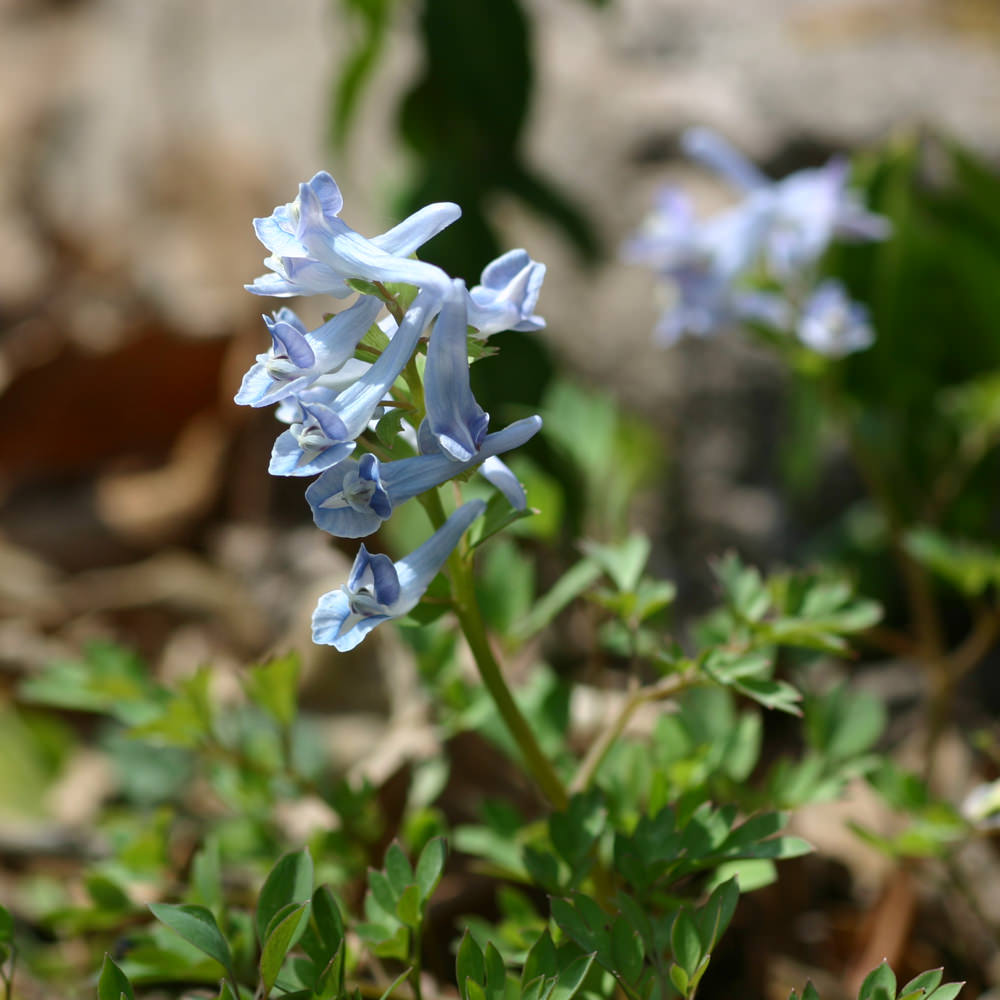 ヤマエンゴサク（山延胡索） Corydalis lineariloba ケシ科　キケマン属 薄い青色の花は、先が唇形に開き、林床で美しく咲く。