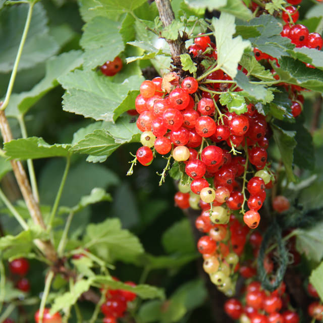 カラント Ribes スグリ科　スグリ属 キラキラ光る赤い果実がアクセサリーのよう。耐寒性は強いのですが、暑さは苦手なので半日陰向き。