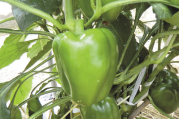 小さなスペースでもOK。家庭菜園で野菜を育てる楽しみ！