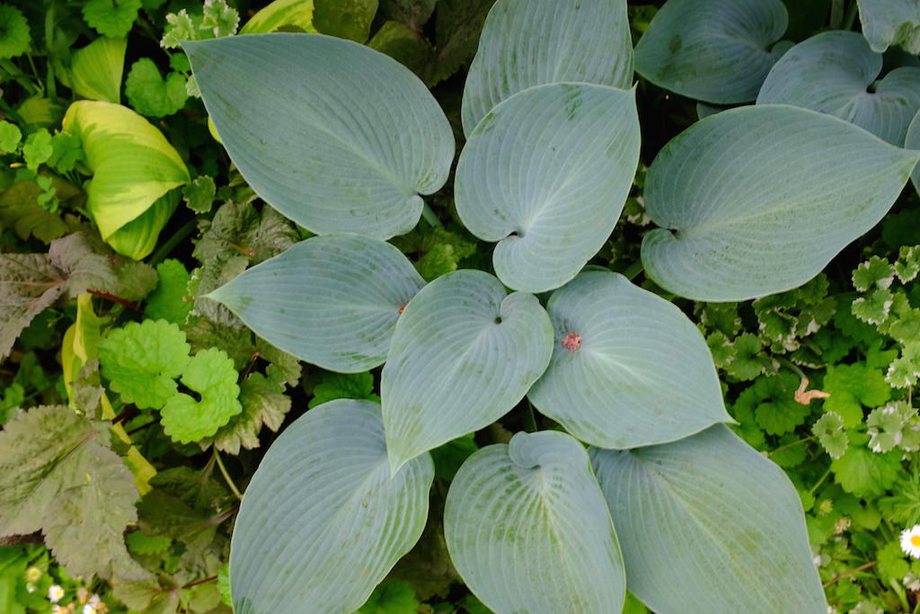 ギボウシ（ホスタ） 青緑色に白を落としたような、涼し気な葉を広げるギボウシは、シェードガーデンの定番。銀葉に限らず、緑や斑入りなど葉色の種類も豊富です。