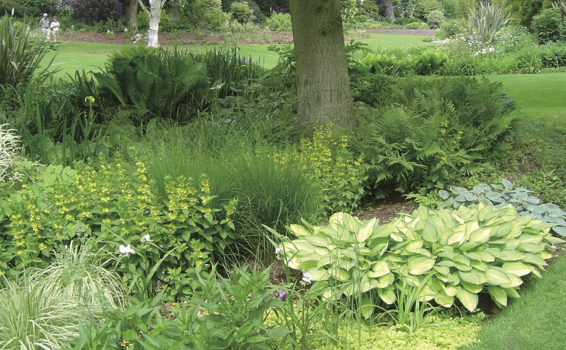 日陰で植物を育てるならシェードプランツがオススメ 種類や役割は Gardenstory ガーデンストーリー