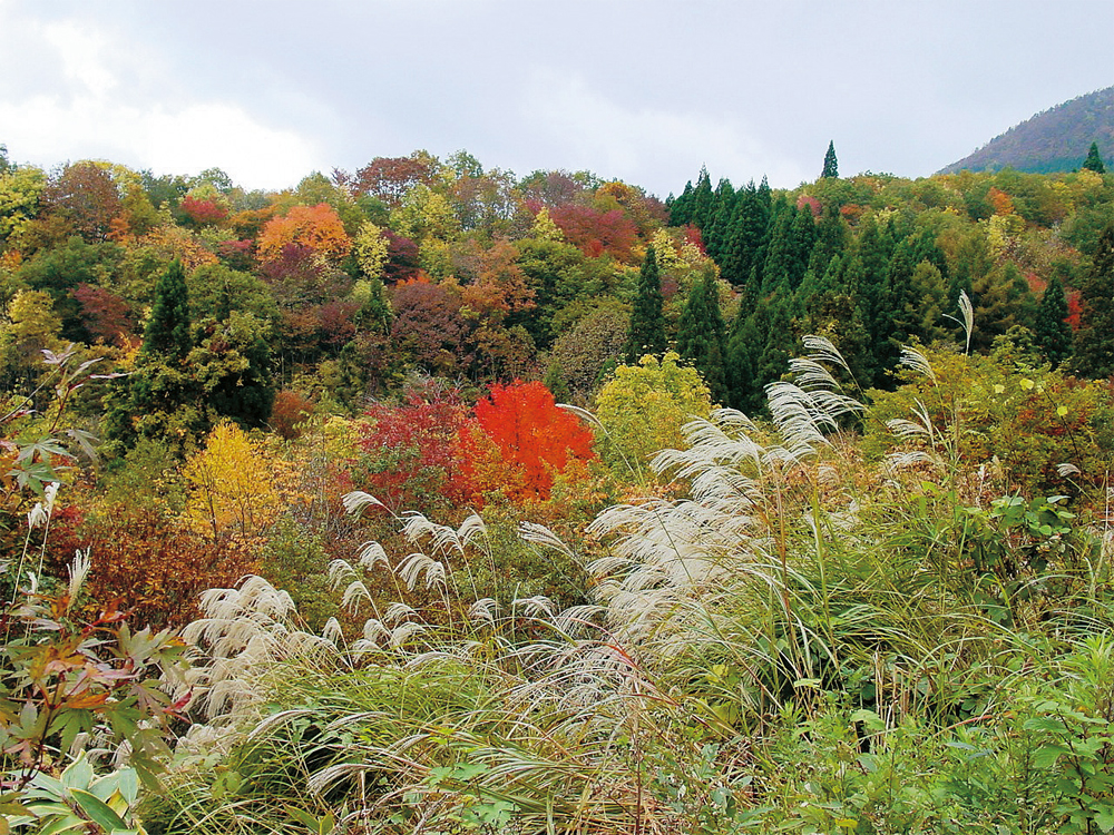 秋のガーデニングを楽しくするアイディアと秋を彩る植物４選