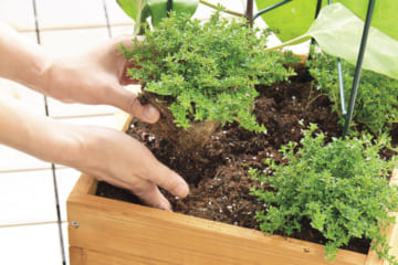 防虫や植物の成長を促してくれるコンパニオンプランツとは？