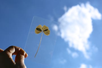 【花の保存法】押し花をラミネート加工して思い出を残そう！