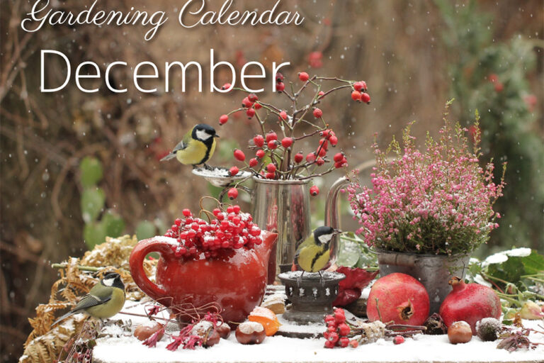 12月の庭仕事をチェック！ ガーデニングカレンダー December