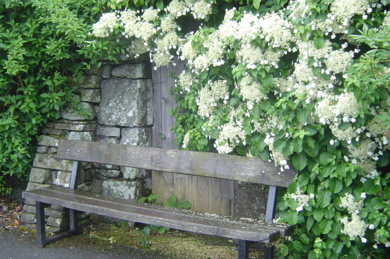 庭をつるで飾る人が続出！ 巻きつき、巻きひげなどの種類と育ち方