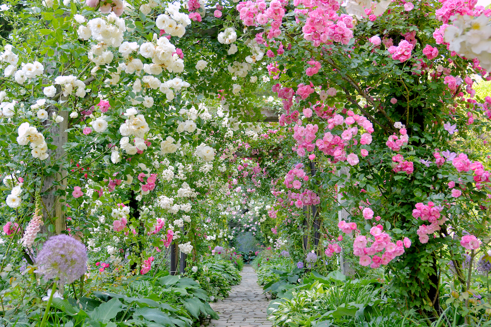 花の庭巡りならここ！  世界バラ会議で受賞歴のある熱海「アカオハーブ&#038;ローズガーデン」