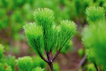 美しい松でお正月を。華道家が生み出した唯一無二の「根引松」