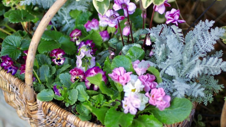 まだまだ買い時 パンジー ビオラでつくる バスケットの花かごとリースの寄せ植え Gardenstory ガーデンストーリー