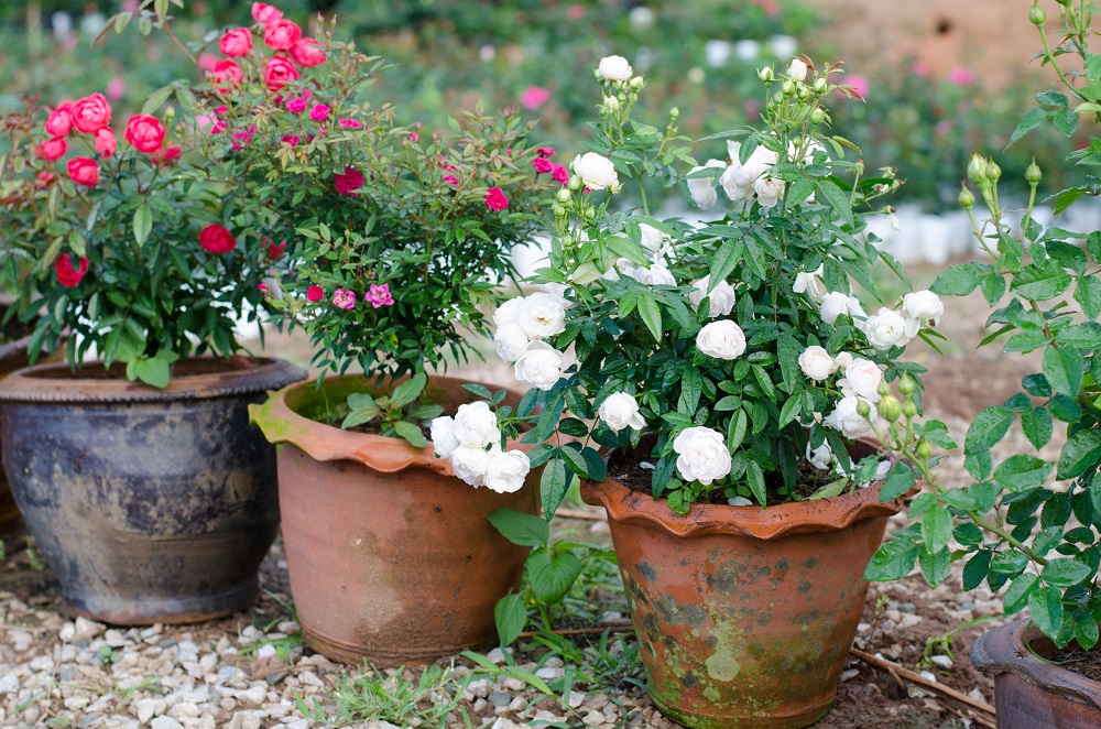 バラを育てる植木鉢の素材は何がベスト？専門家が解説！