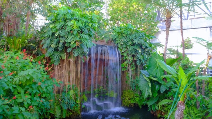 花の庭巡りならここ エキゾチックな植物の宝庫 夢の島熱帯植物館 Gardenstory ガーデンストーリー