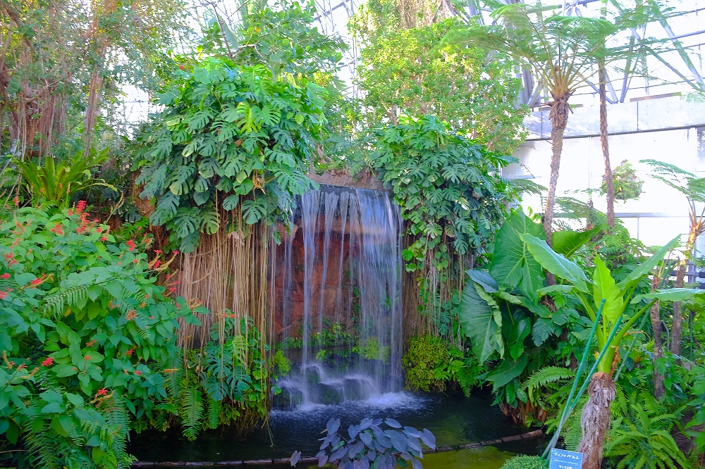 花の庭巡りならここ! エキゾチックな植物の宝庫「夢の島熱帯植物館」