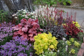 カラーリーフの宿根草「基本14種」寄せ植えや花壇に彩りを！