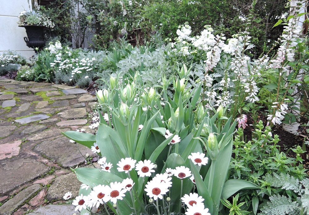 小さな花壇で育てる冬～春の花５選