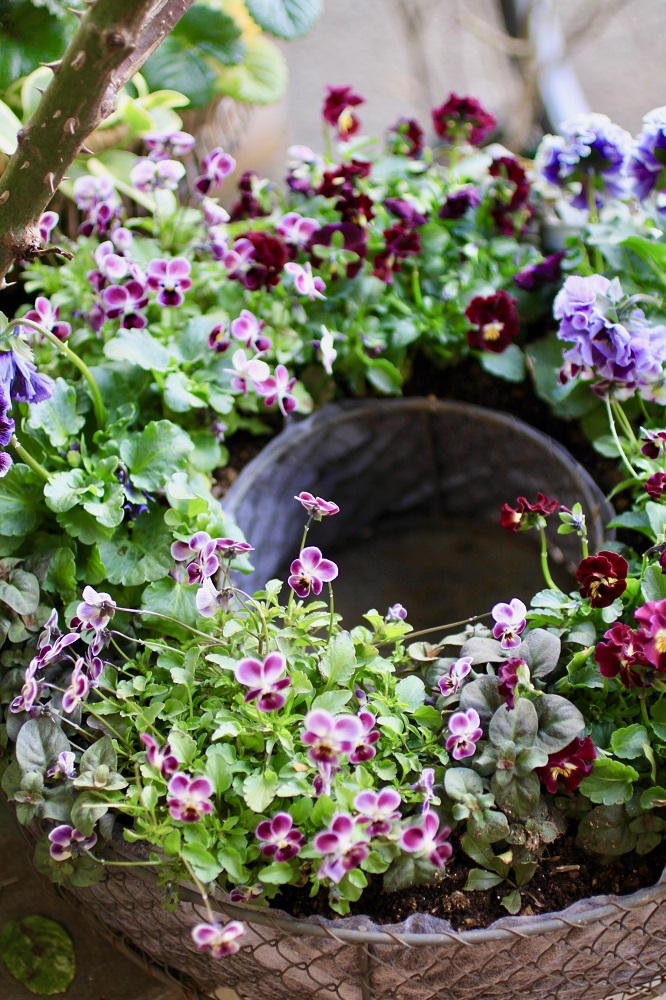 まだまだ買い時 パンジー ビオラでつくる バスケットの花かごとリースの寄せ植え Gardenstory ガーデンストーリー