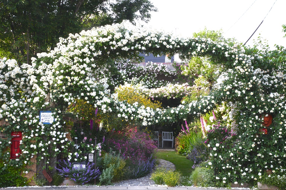カメラマンが訪ねた感動の花の庭。絵を描くように植栽する愛知・黒田邸