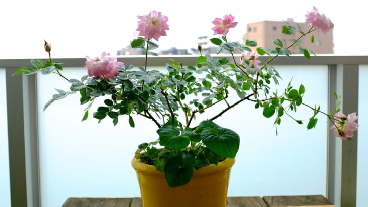 バラの専門家が診断 花数が増えないバラと調子が悪いバラのメンテナンス法 Gardenstory ガーデンストーリー