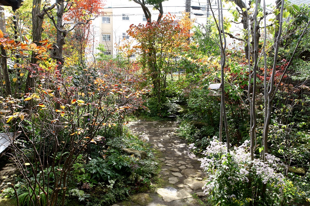 「私の庭・私の暮らし」紅葉が美しい木々の庭　東京・前島邸