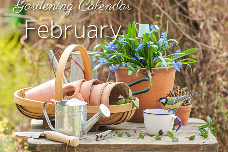 ２月の庭仕事をチェック！ ガーデニングカレンダー February