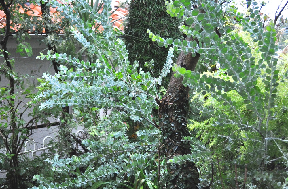 ミモザ 庭に春を呼ぶ 育てやすい種類と挿し木 タネ播き 育て方 Gardenstory ガーデンストーリー