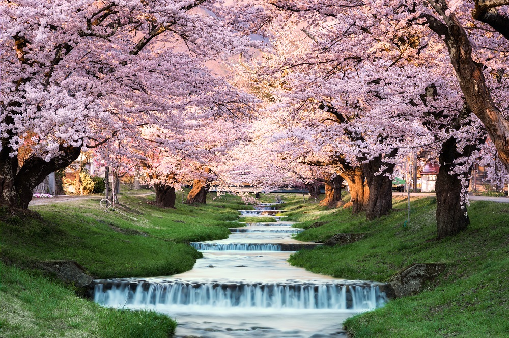 日本の春を彩る美しい花　桜の名所に出かけよう