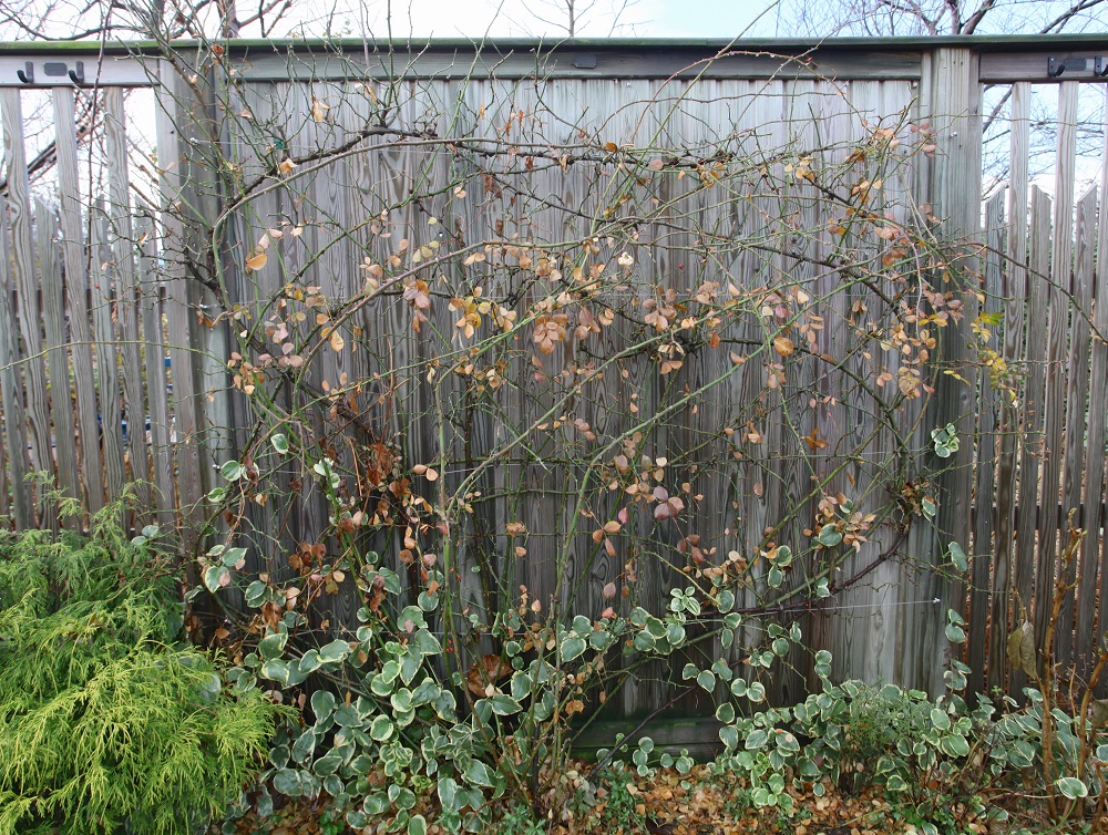 バラの専門家がズバリ答える 冬の大切な作業 つるバラの剪定 Gardenstory ガーデンストーリー