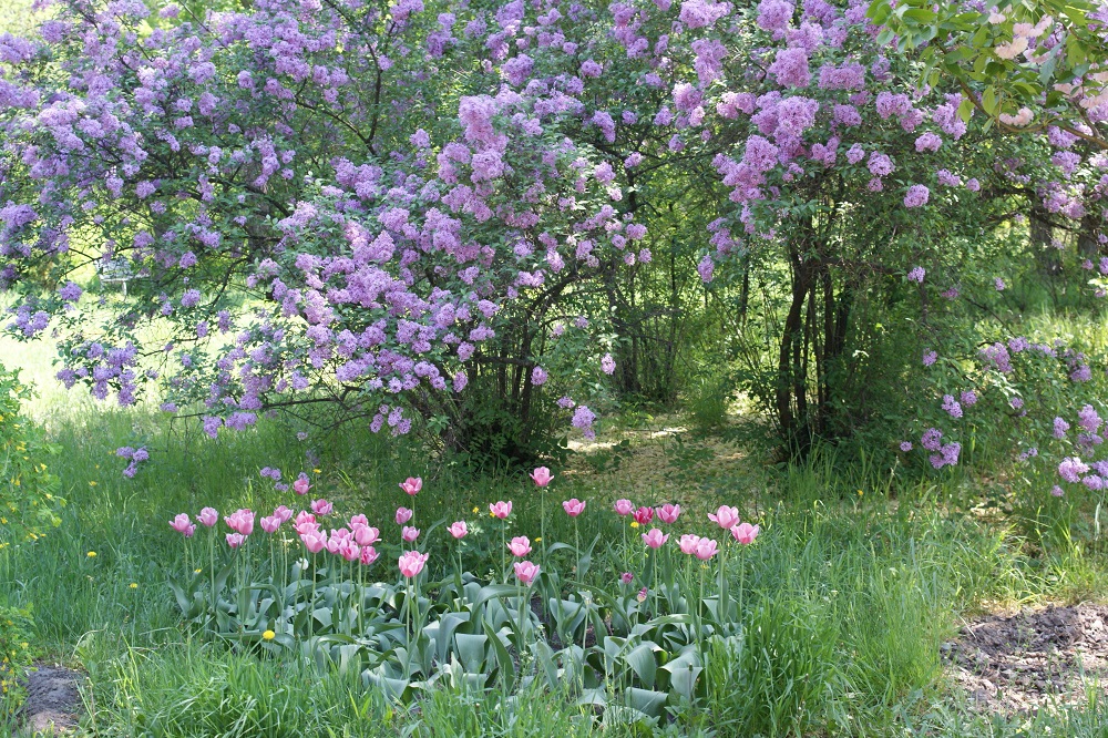 美しく爽やかに季節を告げる木々 花木を育ててみませんか Gardenstory ガーデンストーリー
