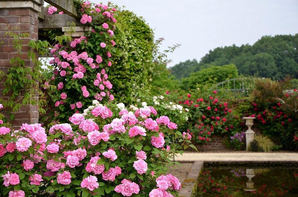 花の庭巡りならここ！ 世界最大級のローズガーデンを堪能「ぎふワールド・ローズガーデン（旧 花フェスタ記念公園)」