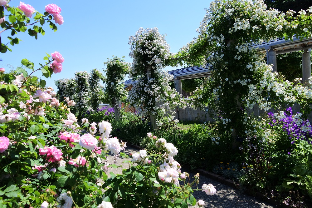 花の庭巡りならここ！ ロザリアンの聖地「国営越後丘陵公園 香りのばら園」