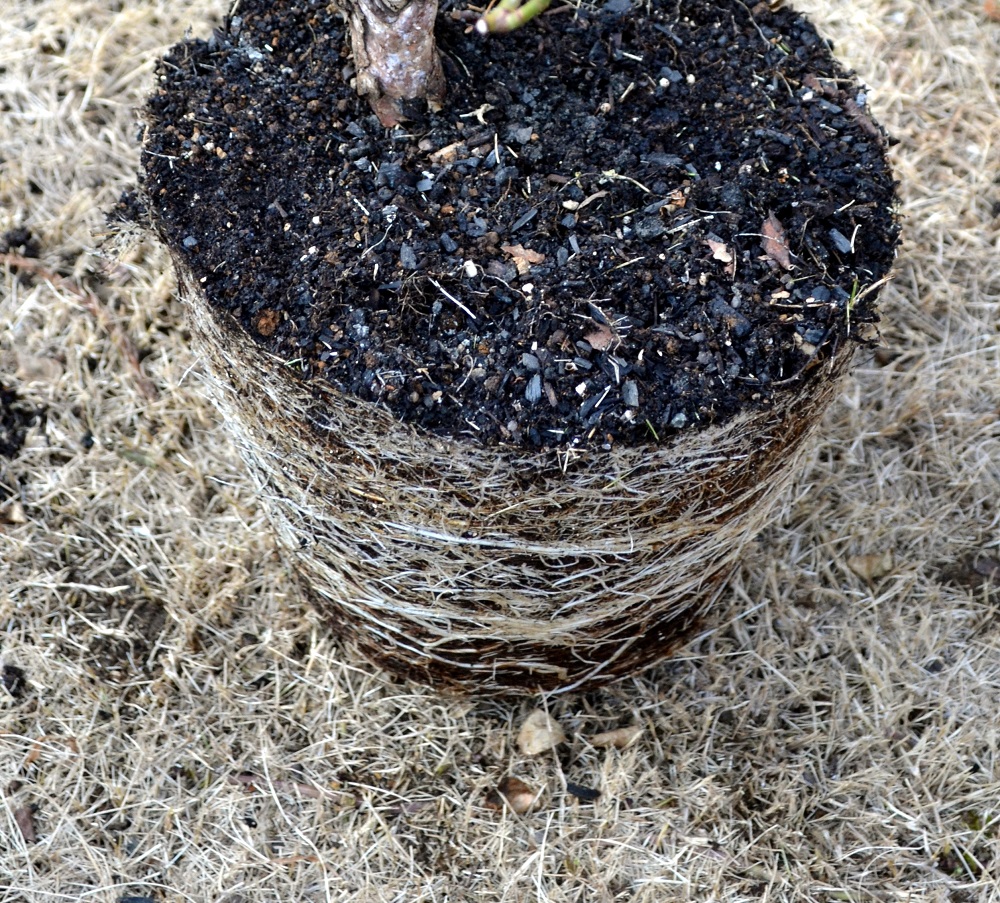 バラ愛好家が推奨 鉢栽培の土替えにプラスする木炭の小粒で 根イキイキ Gardenstory ガーデンストーリー