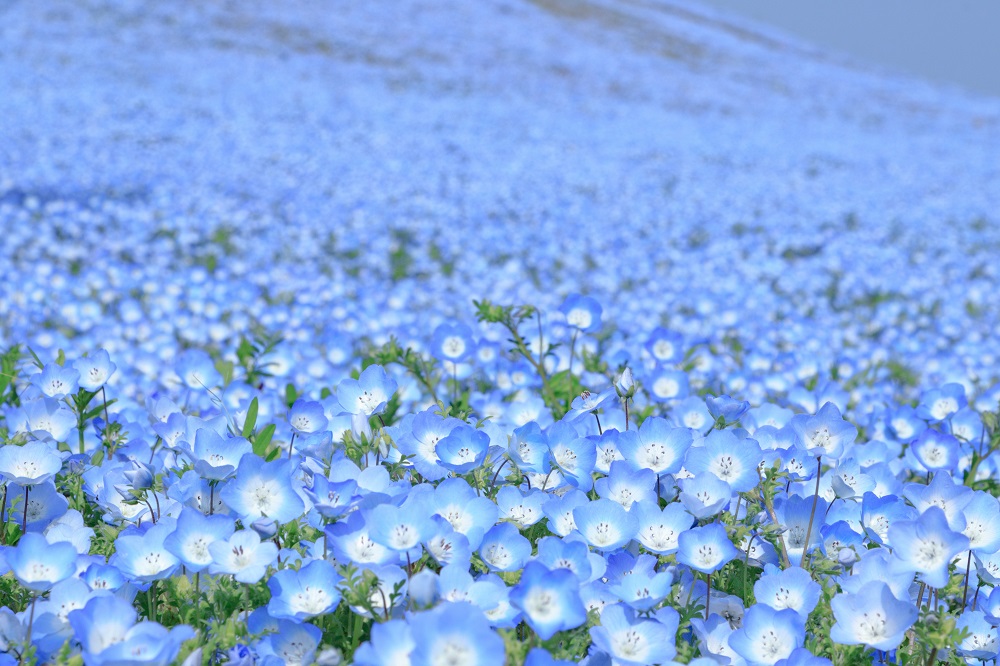 澄んだ空色を一面に広げるかわいい花 ネモフィラ | GardenStory