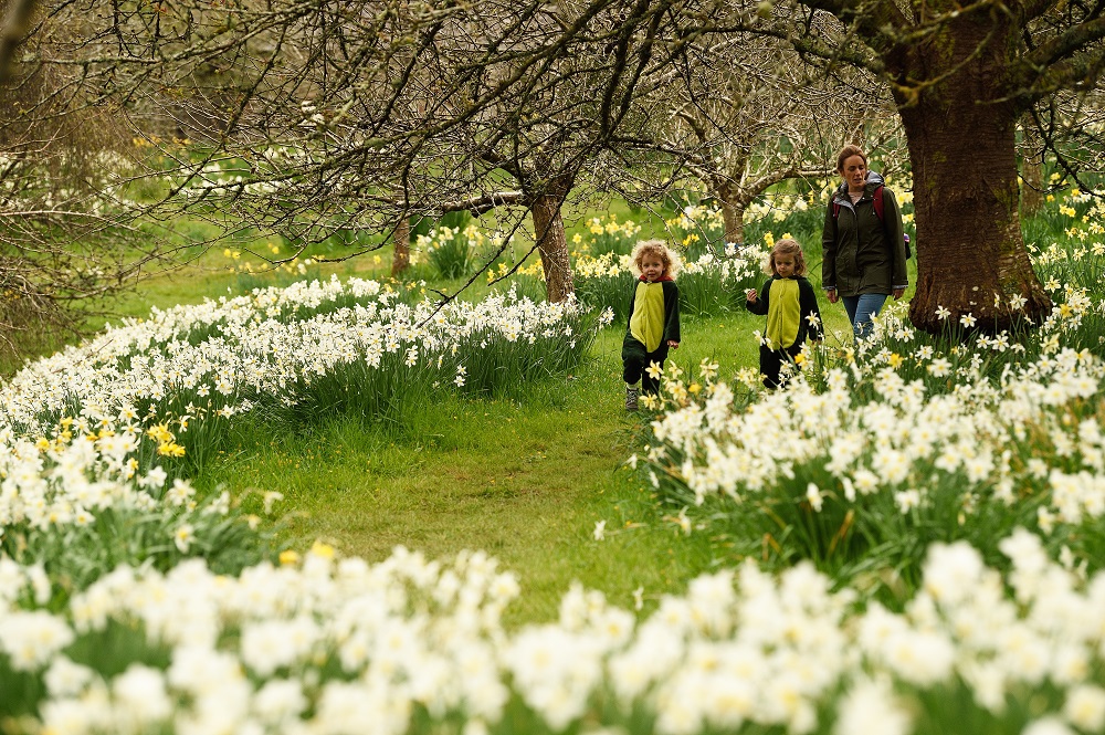 一度はこの目で見てみたい！ 英国の春を告げる スイセンの花景色