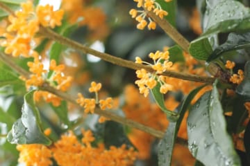 「キンモクセイのチンキ」の作り方 秋に花咲くキンモクセイの意外な効用