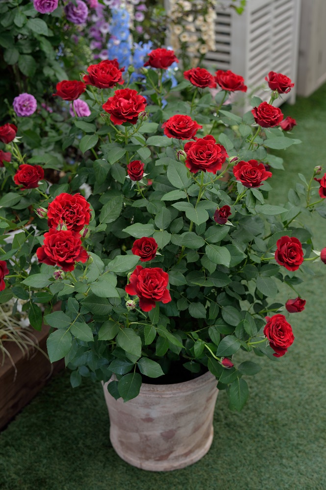 年数を経たバラの活力を蘇らせる！ 鉢植えにピッタリな植え替え法 | GardenStory (ガーデンストーリー)
