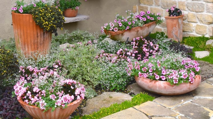 春のオススメ花５選 花の端境期をつなぐ鉢植え 初めてのガーデニング講座 Gardenstory ガーデンストーリー