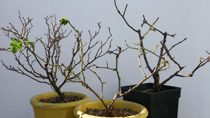バラの専門家が教える 生育不良の鉢植えバラの剪定方法 Gardenstory ガーデンストーリー