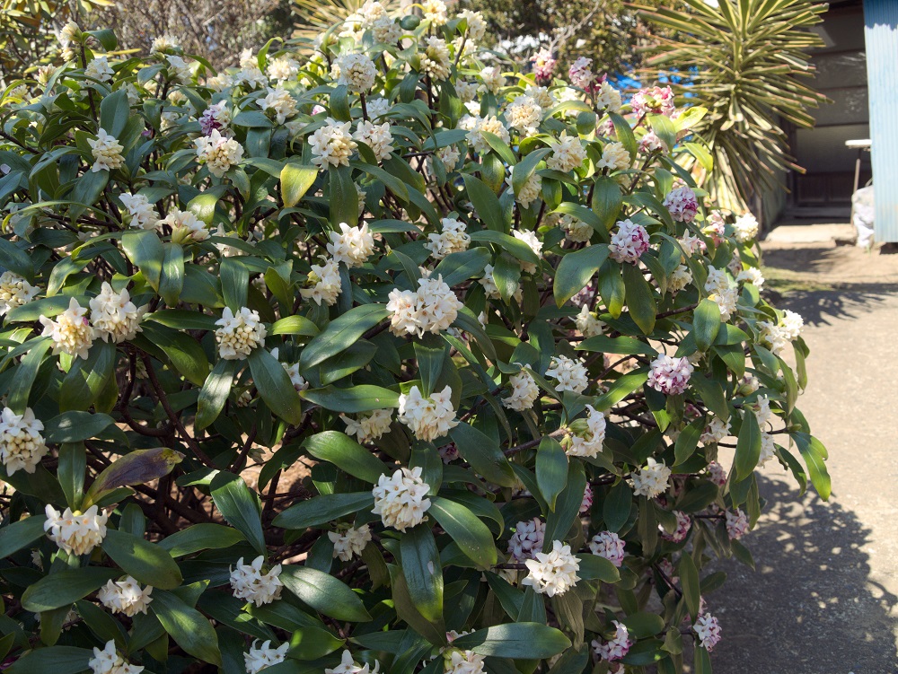 春を告げる上品な香りの花木 ジンチョウゲ Gardenstory ガーデンストーリー