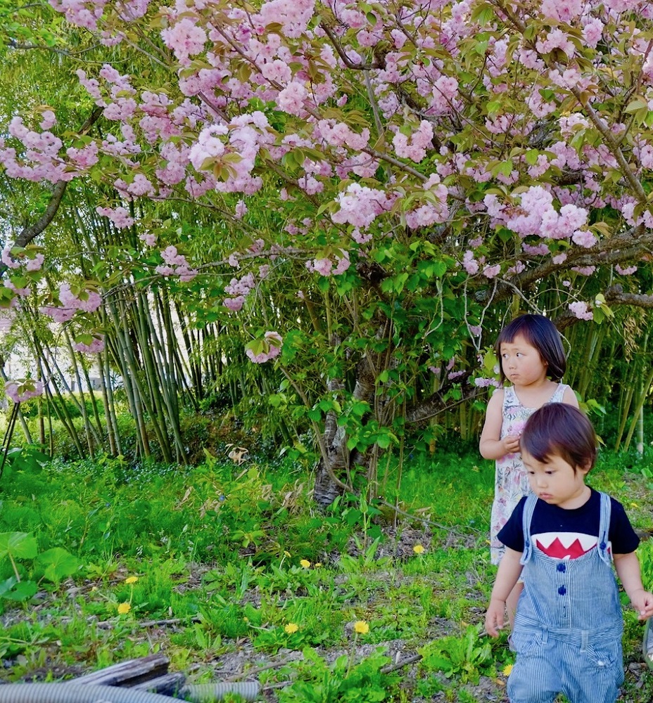 桜の開花とともに作りたい 母から娘へ 子の幸せを祈る八重桜の塩漬け 作り方とアレンジレシピ Gardenstory ガーデンストーリー