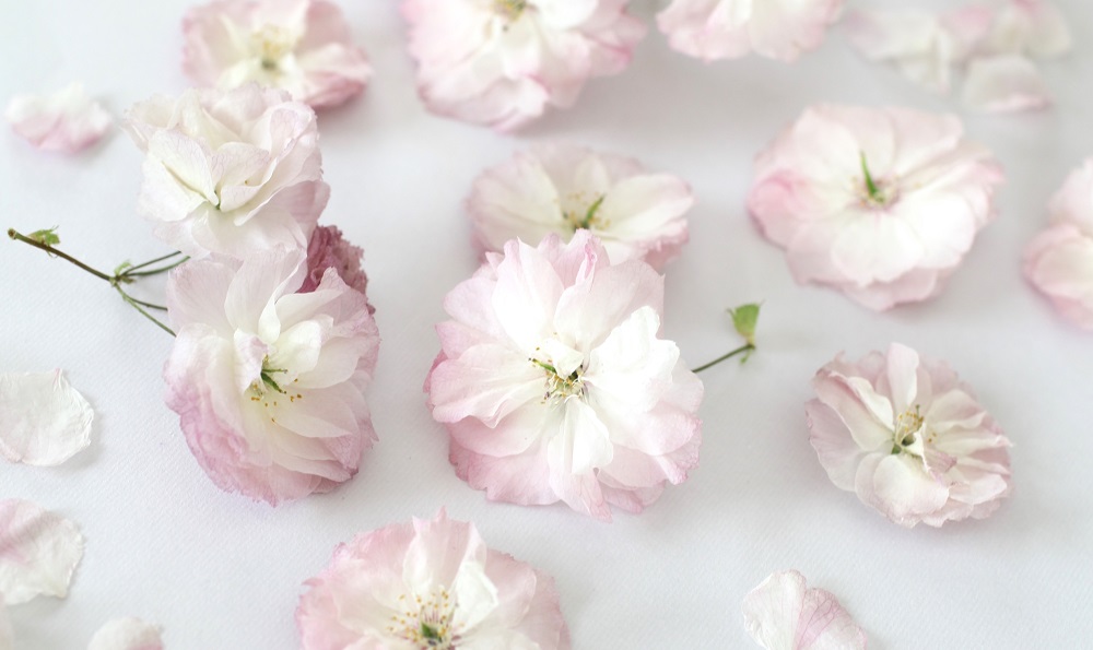 サクラ(桜)のドライフラワーを作る方法！シリカゲルで生花のように保存