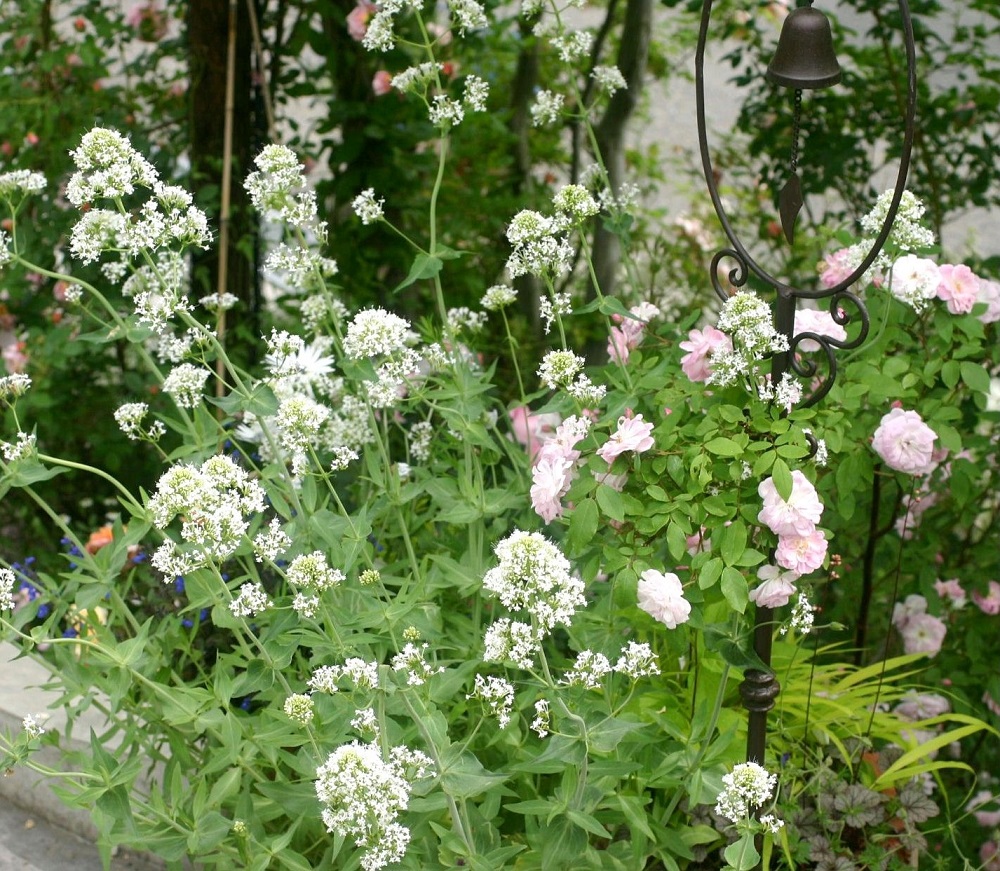 宿根草ショップの店長が教える バラと一緒に咲かせる人気の宿根草 Gardenstory ガーデンストーリー