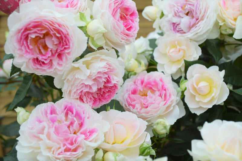 知っておきたい！ 流行中の薔薇トレンドとオススメ品種10選