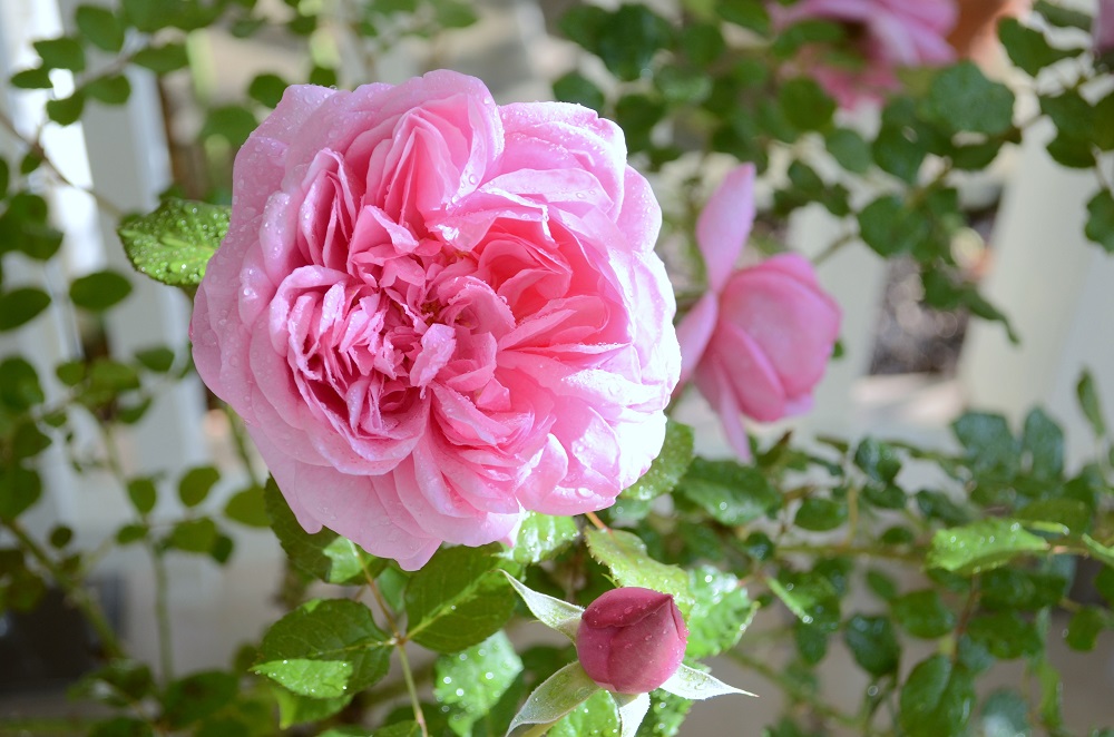 バラの季節を楽しむなら朝がベスト！ 心身ともに癒やされる「バラの芳香浴」