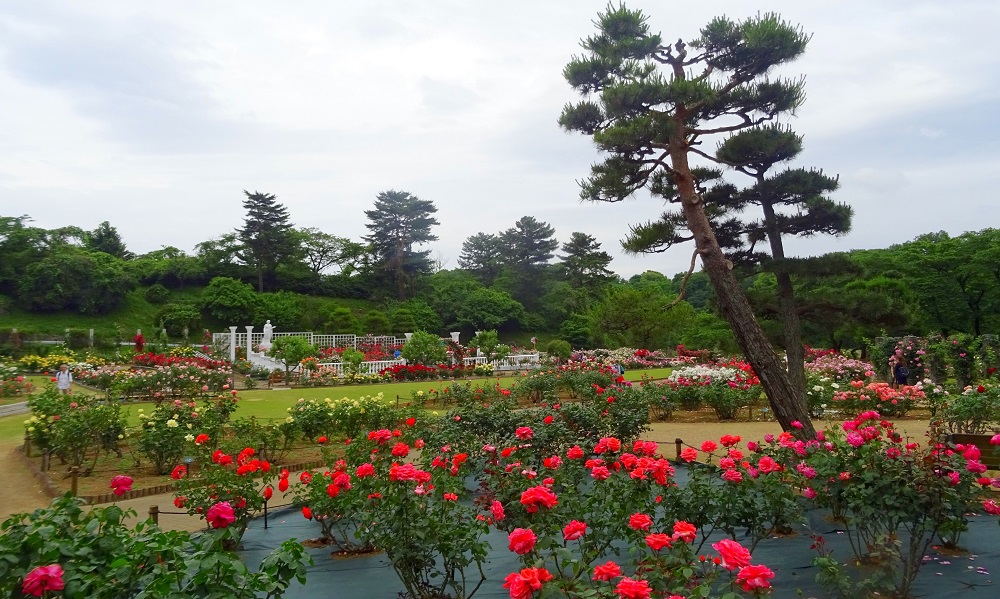神奈川「生田緑地ばら苑」ボランティアが支える天空のばら苑