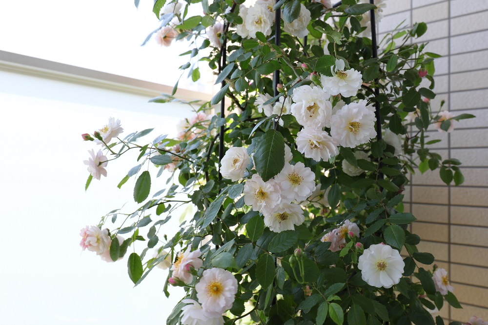 初めてのバラ栽培 苗購入から２年目の開花シーズン到来 Gardenstory ガーデンストーリー